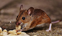 24 Hour & Emergency Exterminators in Bosworth, MO